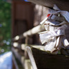 OMIKUJI