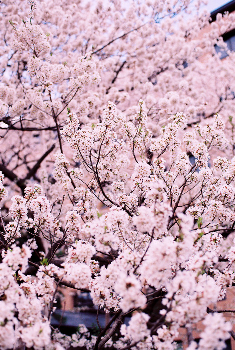 石割桜