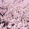 石割桜
