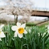 河原の桜①