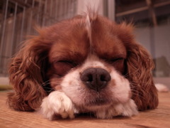 おやすみー
