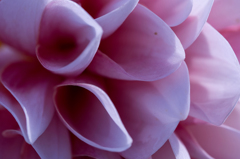Dahlia #2