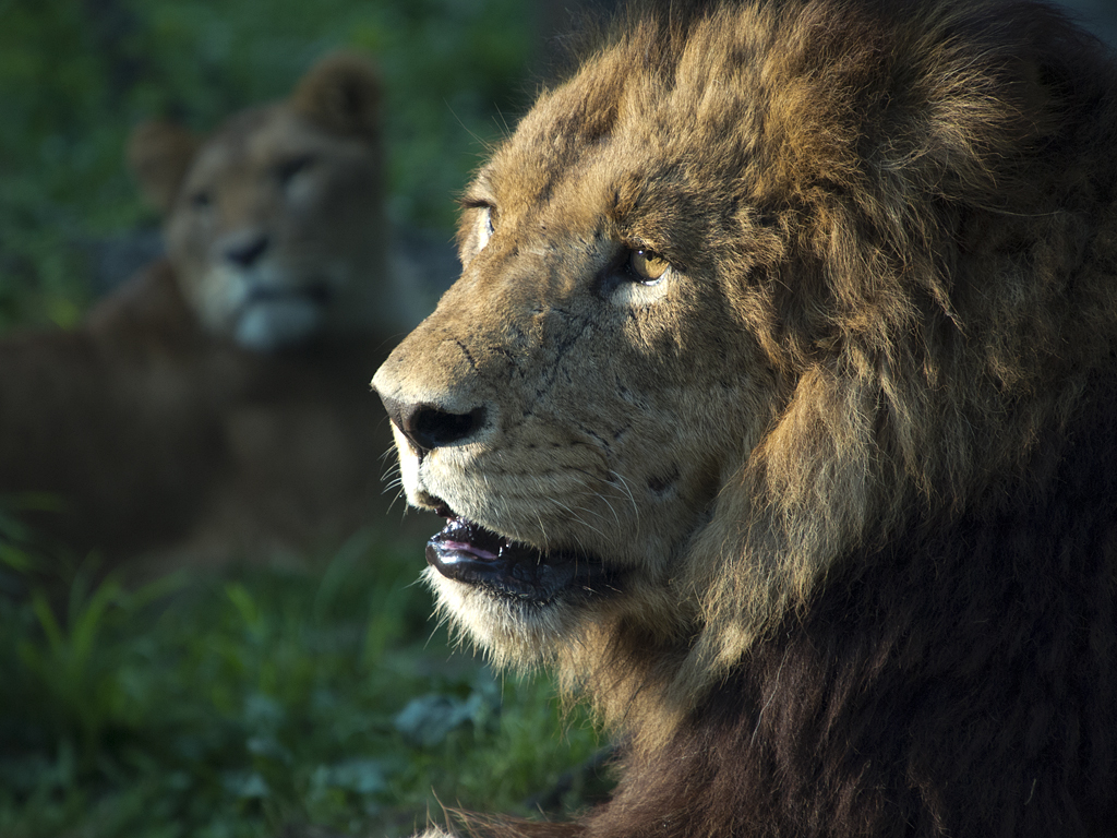 LION
