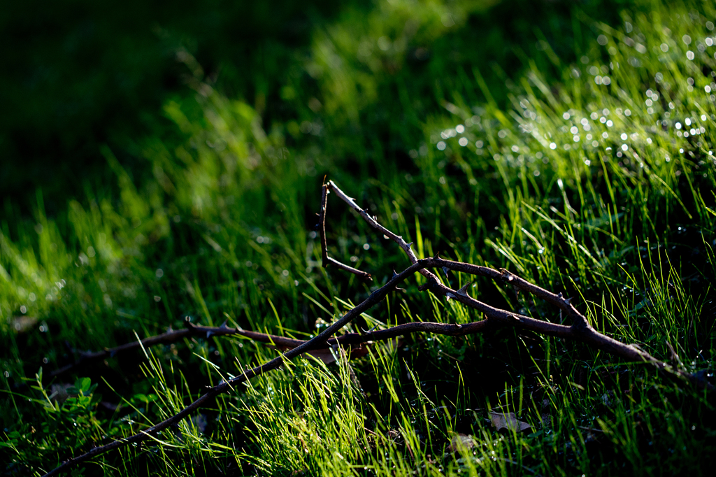 PLANTS #3