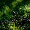 PLANTS #3