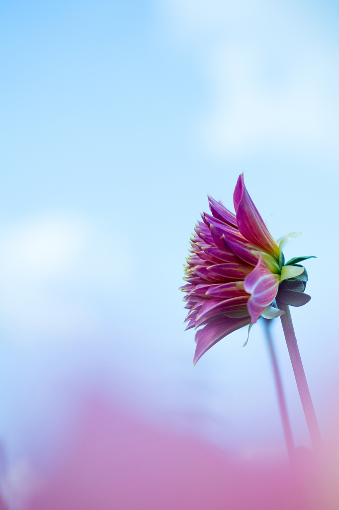 Dahlia #14