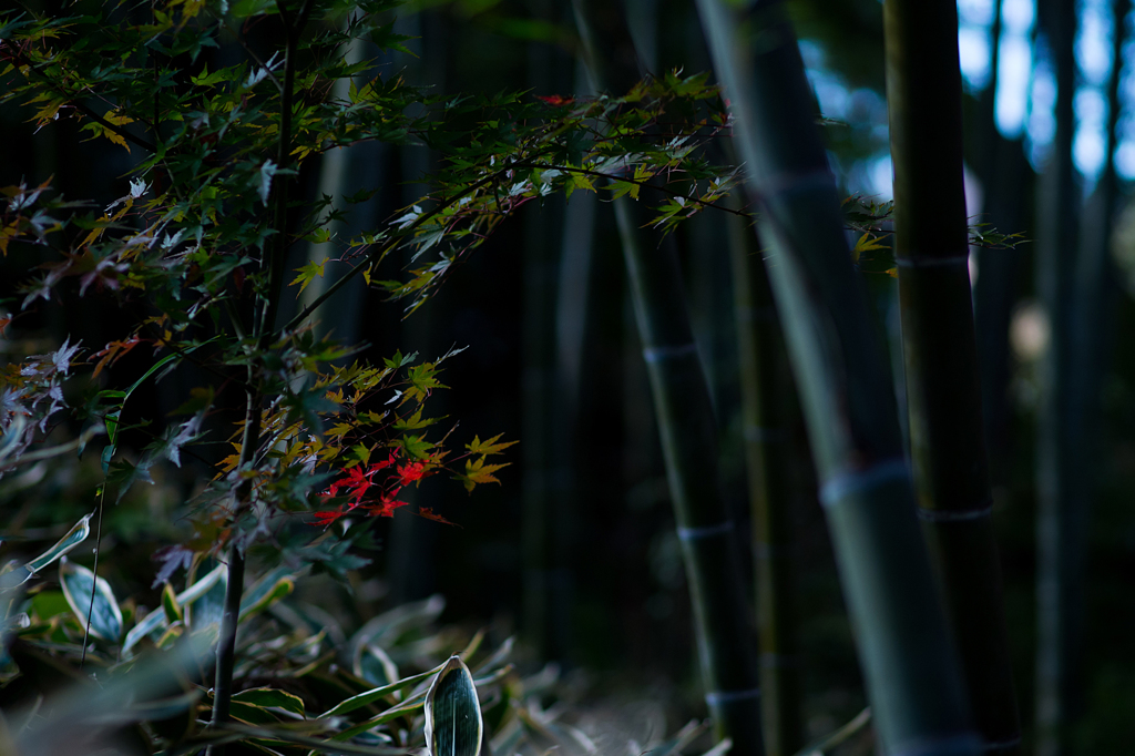 円覚寺の竹林