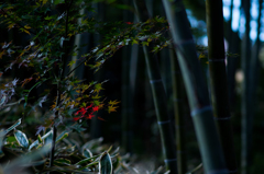 円覚寺の竹林