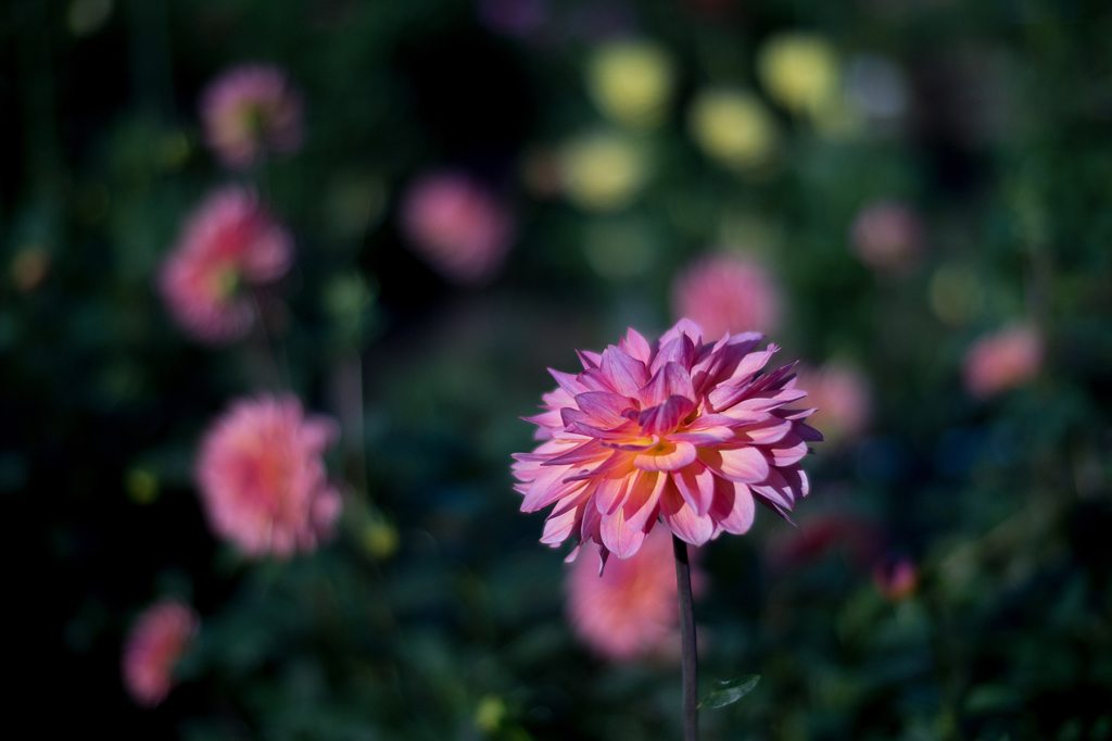 Dahlia #19