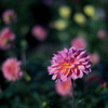 Dahlia #19