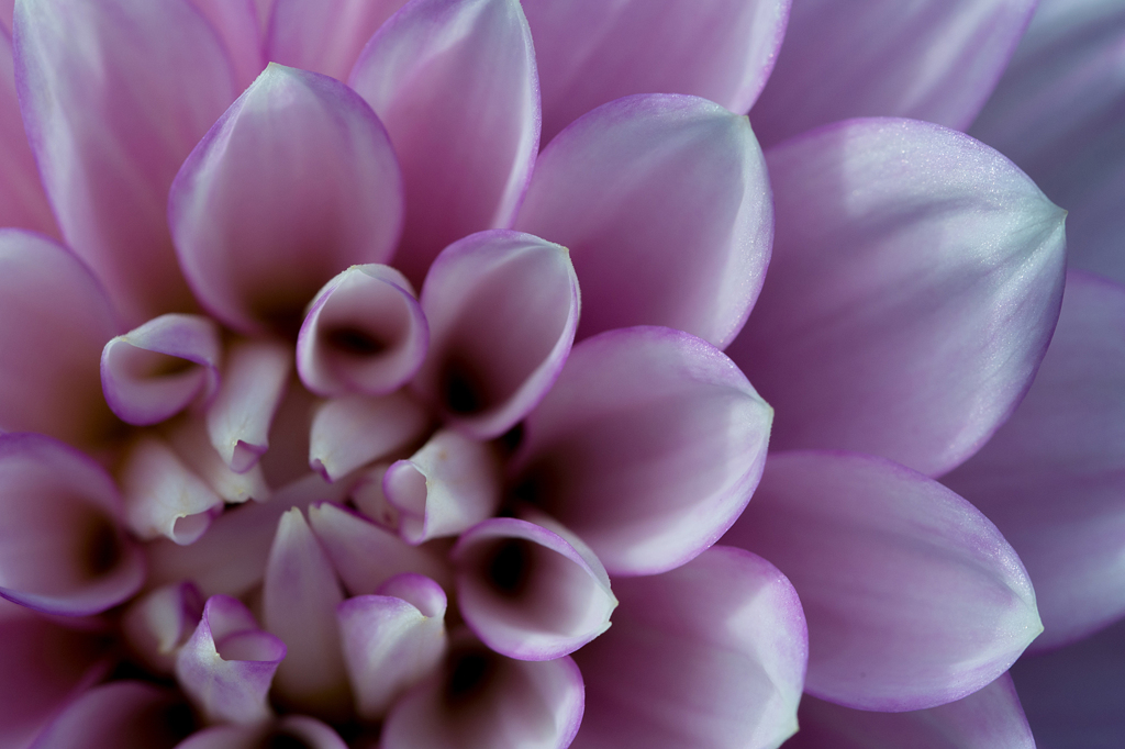 Dahlia #6