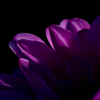 Dahlia #16