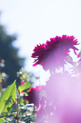 Dahlia #5