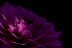 Dahlia #7
