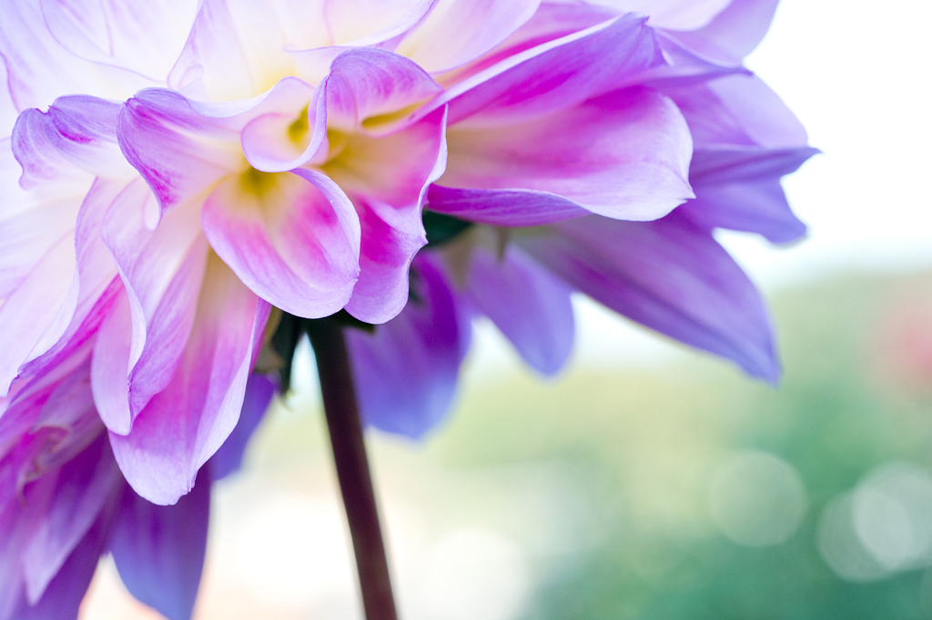 Dahlia #18