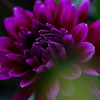 Dahlia #15