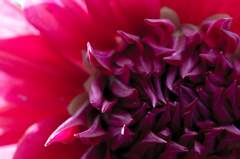 Dahlia #10
