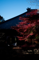 明月院　紅葉