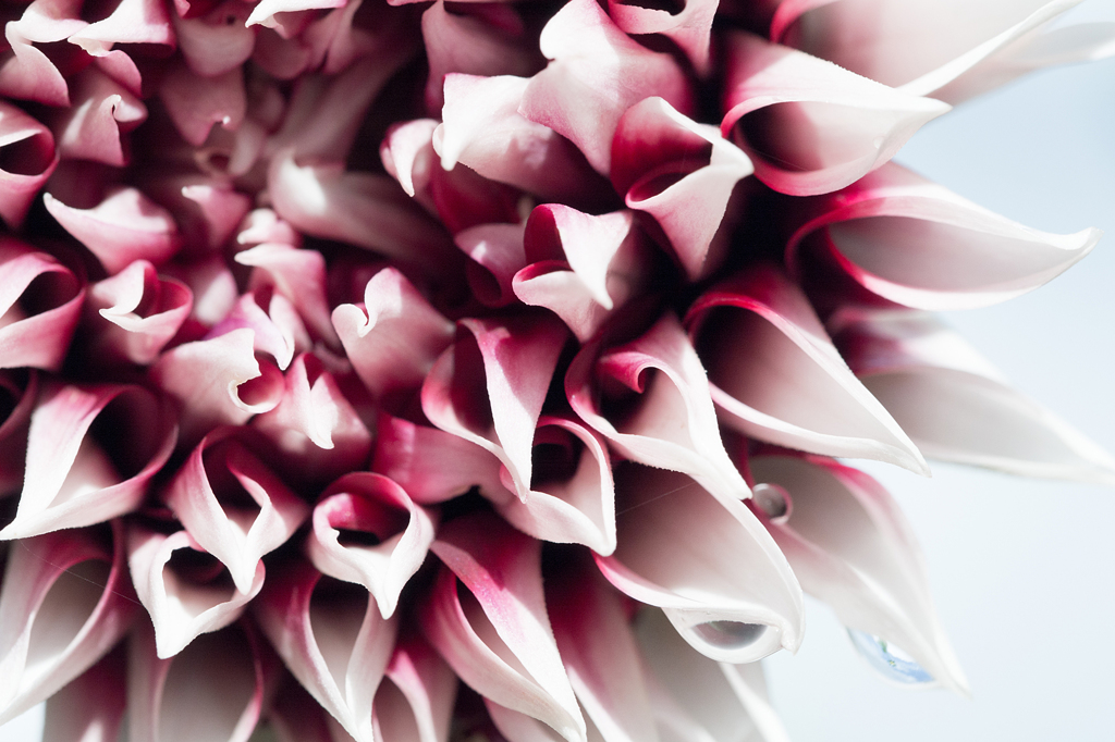 Dahlia #12