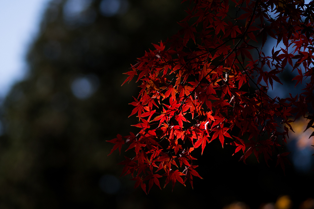 鎌倉紅葉