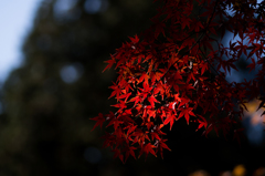 鎌倉紅葉