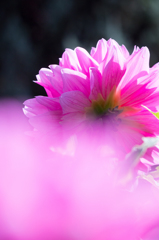 Dahlia #3