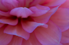 Dahlia #4