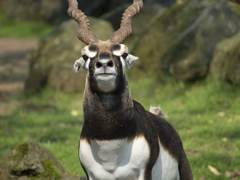 ANTILOPE CERVICAPRA