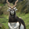 ANTILOPE CERVICAPRA