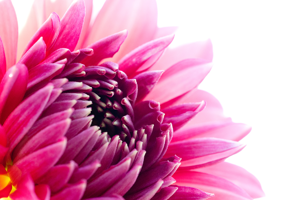 Dahlia #17