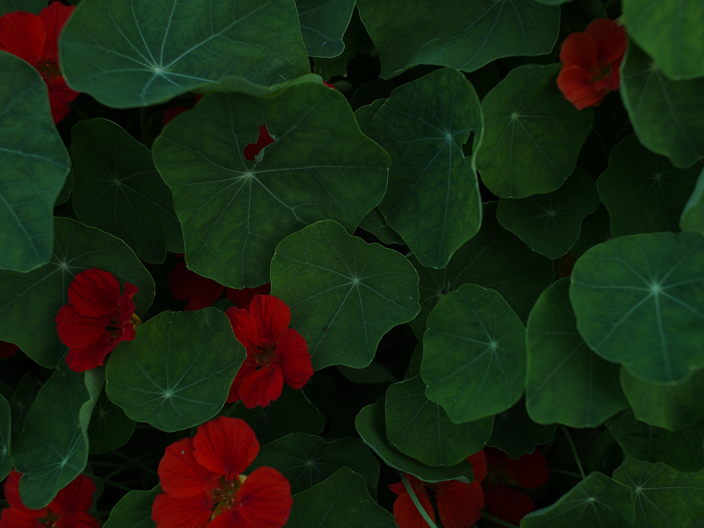 PLANTS #2