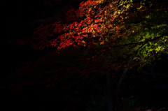 明月院　紅葉