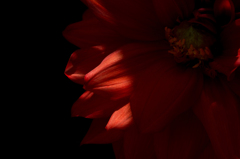 Dahlia #8