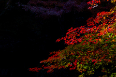明月院　紅葉