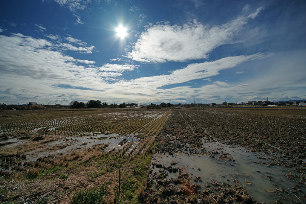 3351-M　冬の田圃１