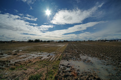 3351-M　冬の田圃１