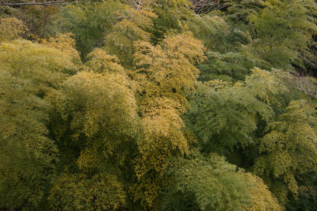 2885-M 眼下の竹林