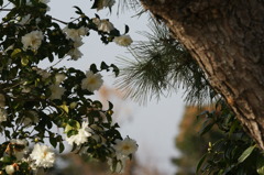 DSC04266