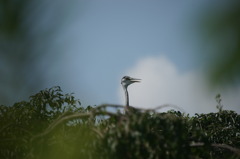 4783 梅雨明けか3-鳥さんも暑くて・・・