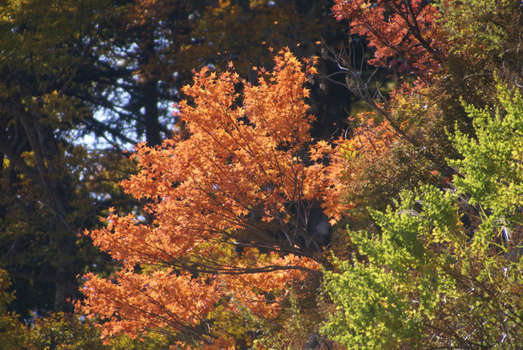 7980 白山スーパー林道-7