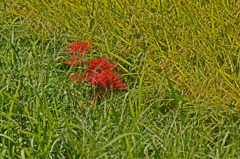 6771m 赤緑黄の景色