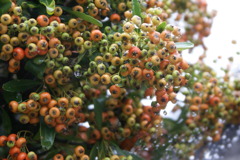 7706 色づきはこれから