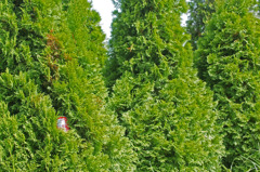 6887m 空き缶が・・・