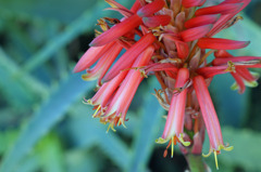 6640-M アロエの開花