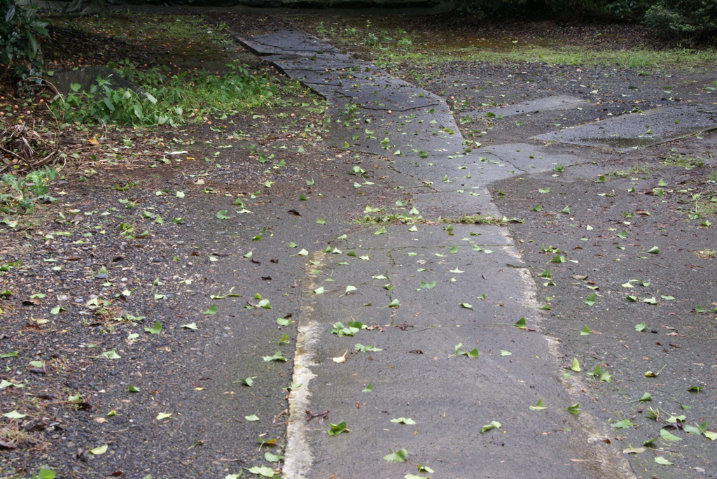 7834 台風一過もこの程度で良かった～