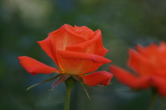 DSC00245
