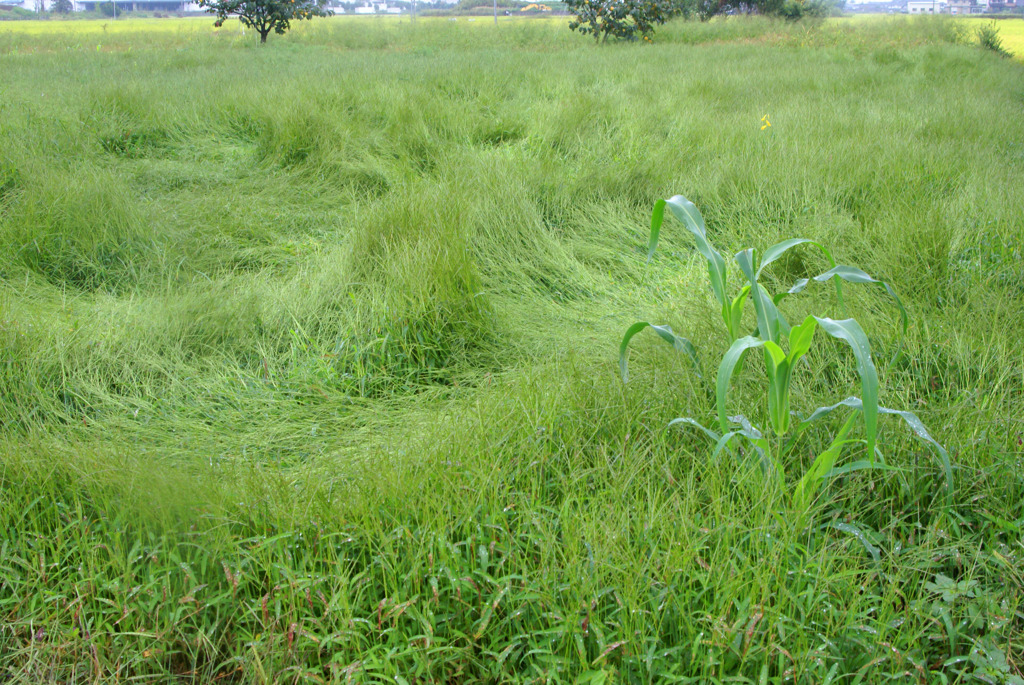 7690m 休耕畑-除草しても除草しても