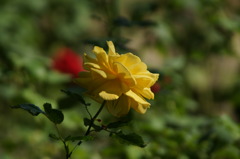 DSC00338 (2)