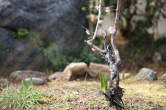 4342　我が庭に小さな春が
