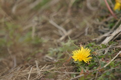 DSC04225